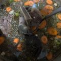 Cooksnap dari syiva indah silvania untuk resep Sop Iga Sapi Rempah Nusantara