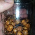 rowdymorse's cooksnap of when they made Roasted Crunchy Parmesan Garlic Chickpeas.