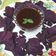 Pankti Baxi Desai's cooksnap of when they made આંબલી ની ચટણી (Ambali Ni Chutney Recipe In Gujarati).