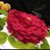 Reeta Sahu का कुकस्नैप जब उन्होंने रेड वेलवेट रोज़ केक (red velvet rose cake recipe in Hindi) बनाया था।