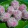 Cooksnap dari athy untuk resep Klepon ketan