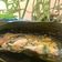 Cooksnap dari AuliHafiz untuk resep Pepes Ayam Tahu Jamur
