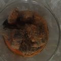 Cooksnap dari asriani untuk resep Cakalang Goreng Kuah Santan