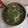 Cooksnap dari Lutfiana untuk resep Sayur Loncom Nangka muda