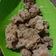 Cooksnap dari Ummu Kiyaa untuk resep #833 Crispy Popcorn Chicken