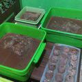 Cooksnap dari Aghil Sahputro untuk resep Chocolate Pudding with vanilla Sauce (pudding coklat ala KFC)