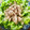 El cooksnap de Arianne cuando hizo Pollo en escabeche para conservar.