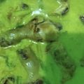 Cooksnap dari Nitawiharningish untuk resep Lodho Ayam Kampung