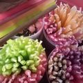 Cooksnap dari Izzatun Nufus untuk resep Es Lilin Rasa Buah