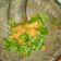Cooksnap dari wa ode masriani untuk resep Sambel tempe #diulekasyik