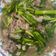 Cooksnap dari indah untuk resep Cah Kailan Daging Sapi