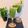 Sadaf Jabeen 's cooksnap of when they made Cucumber mint drink refreshing and tasteful summer specially.