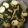 Cooksnap dari ncusie untuk resep Gulai telur daun singkong