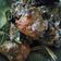 Cooksnap dari Maria Ria untuk resep Ayam Lodho Tulungagung