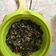 Cooksnap dari Siska Yuspitasari untuk resep Tumis Daun Singkong Teri