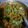Monal Thakkar's cooksnap of when they made કોબીજ ના મંનચૂરીયન (Cabbage Manchurian Recipe In Gujarati).