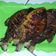 Cooksnap dari Enii_S untuk resep Ikan bawal bakar teflon