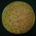 Bina Talati's cooksnap of when they made સાદા ખાખરા (Simple Khakhra Recipe In Gujarati).