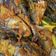Cooksnap dari Julisthia Dewi untuk resep Ikan kembung bumbu kuning / pesmol