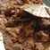 Cooksnap dari Desranti untuk resep Rendang daging sapi