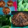 Cooksnap dari Rinto Puji P untuk resep Bolu Pisang no mixer