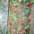 صورة من 🌼🌼عاشقة الورد🌷🌷، شاركها بعد تجربة وصفة لحمة وبصل وبندورة بالفرن