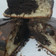 El cooksnap de Andrea De Jimenez cuando hizo Torta Marmolada.