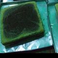Cooksnap dari nur khasanah untuk resep Bolu Kukus Zebra Lembut