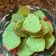Cooksnap dari Dina’s Kitchen untuk resep Bolu pandan 5 atau 4 telur gampang