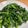 馴獸師在廚房 的 蒜炒A菜 cooksnap