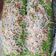 Cooksnap dari Patmi untuk resep Bolu pandan lembut dan gampang buat nya