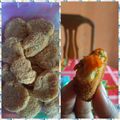 Cooksnap dari Verra Dwi Nugrahani untuk resep Nugget Ayam Wortel tanpa Kukus