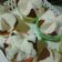 Cooksnap dari nanaMoeslim untuk resep Bolu kukus mekar rainbow