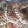El cooksnap de Mario Saroba cuando hizo Roscas rellenas de dulce de goiabada.