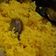 Cooksnap dari sherlien untuk resep Nasi kuning dari nasi kemarin
