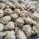 Cooksnap dari Suci Rahayu untuk resep Baso rumahan rasa kaki lima 100% daging sapi empuk kenyal
