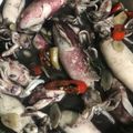 Cooksnap dari Faradiba Farah untuk resep Tumis Cumi hitam madura