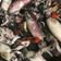 Cooksnap dari Faradiba Farah untuk resep Tumis Cumi hitam madura