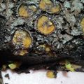 Cooksnap dari 💜Lianawati💜 untuk resep Brownies Pisang