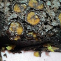 Cooksnap dari 💜Lianawati💜 untuk resep Brownies Pisang