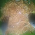 Cooksnap dari eko_umi untuk resep Mi tek tek goreng