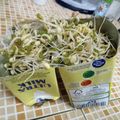 Cooksnap dari Ika Cahya untuk resep Tauge (kecambah) Buatan Sendiri