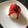 El cooksnap de Miguel Licona Balderrama cuando hizo Panacotta de coco con coulis de jamaica y mezcal oaxaqueño.