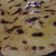 Aanchal23 का कुकस्नैप जब उन्होंने मक्के की रोटी (Makke ki roti recipe in hindi) बनाया था।