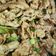 Cooksnap dari melisa untuk resep Beef Slice Oseng Mercon