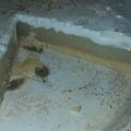 El cooksnap de Lujan Oliva cuando hizo Lemon pie fácil y económico.
