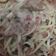 Cooksnap dari kulhus permana untuk resep Spaghetti Carbonara
