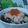 Julia Wu 的 【元本山幸福廚房】鮭魚泡飯 cooksnap