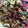 Jennifer's cooksnap of when they made Chocolate-Granola Dipped Fruit.