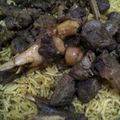 Cooksnap dari Sulis Triani untuk resep Nasi Kebuli Kambing